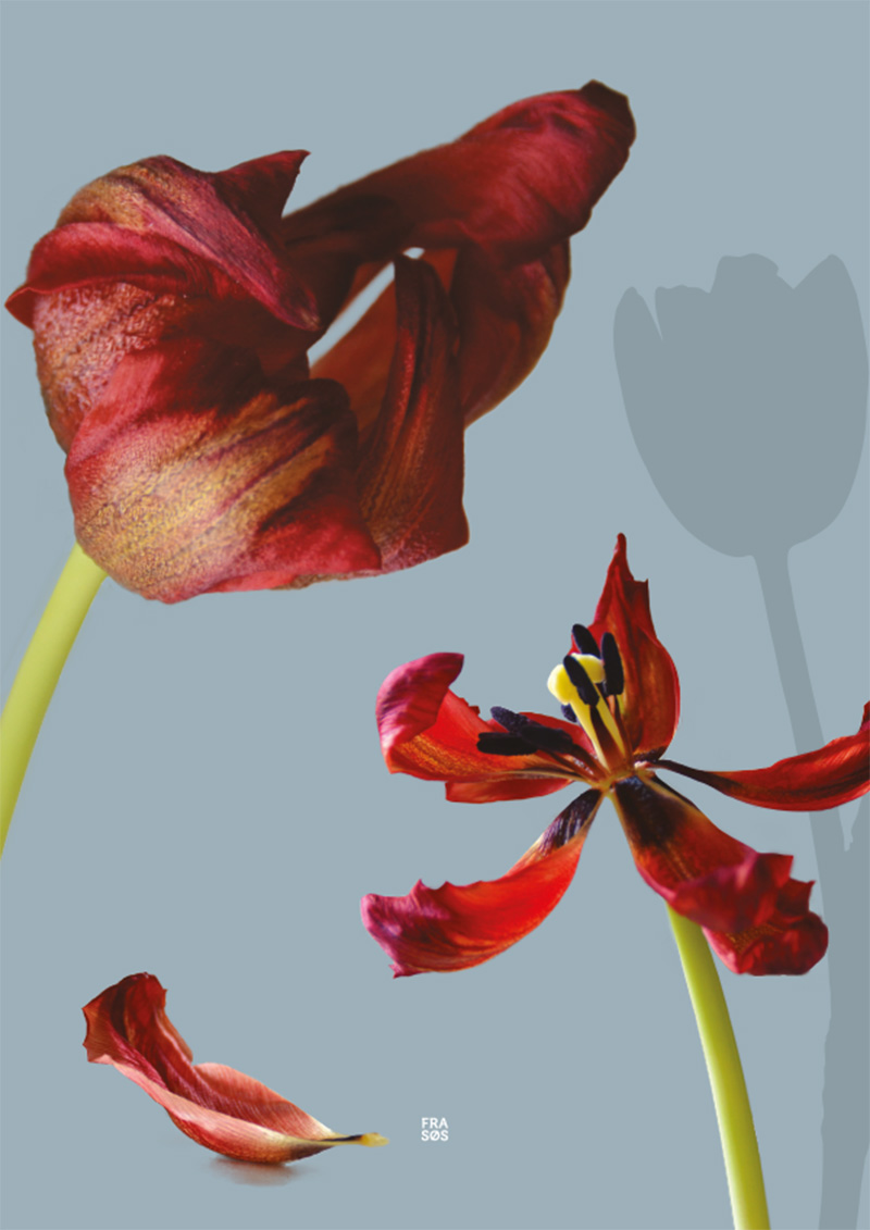 Rød tulipan der visner